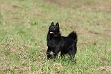 SCHIPPERKE 697